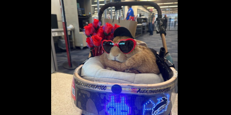 A vágóhídról mentették meg, most elektromos autóval rója a köröket egy nyuszi