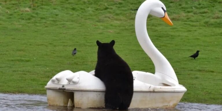 És vízibicikliző medvéket láttál már?