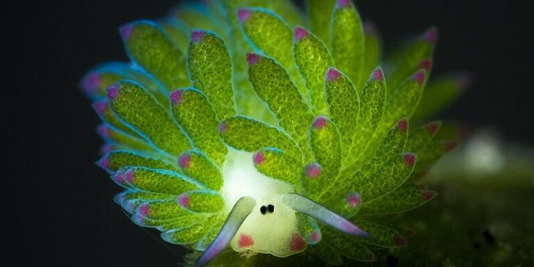 Napelemes csigák igenis léteznek!