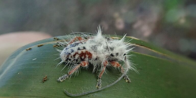 Madárkakának hitték, kiderült, hogy egy eddig ismeretlen bogárról van szó