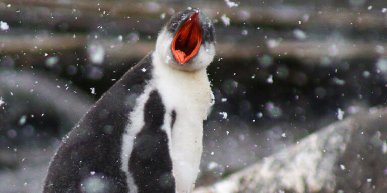Te üzemeltetnél postát az Antarktiszon?