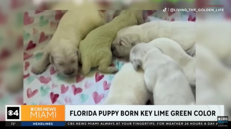 Karácsonyt támogatják a diákok, limezöld kiskutya született Floridában – híradó