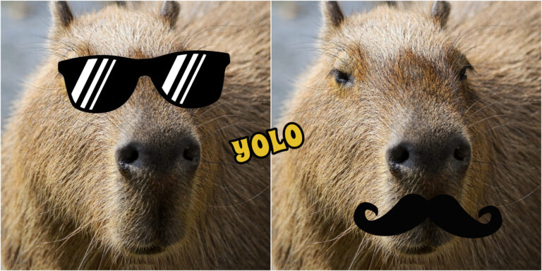 Ideje megismerni a Föld legnagyobb rágcsálóját!