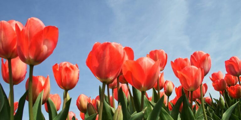 Ezeken a helyeken tudsz még tulipánt szedni