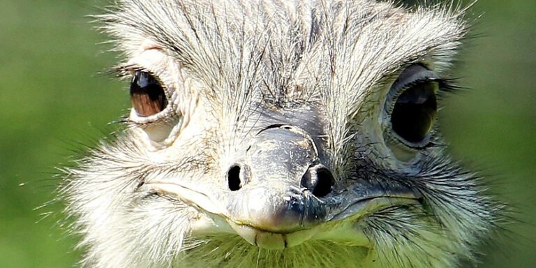 Na, melyik szárazföldi állatnak van a legnagyobb szeme?