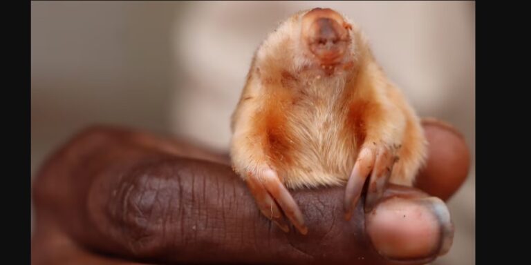 Forrás: Kiwirrkurra Indigenous Protected Area