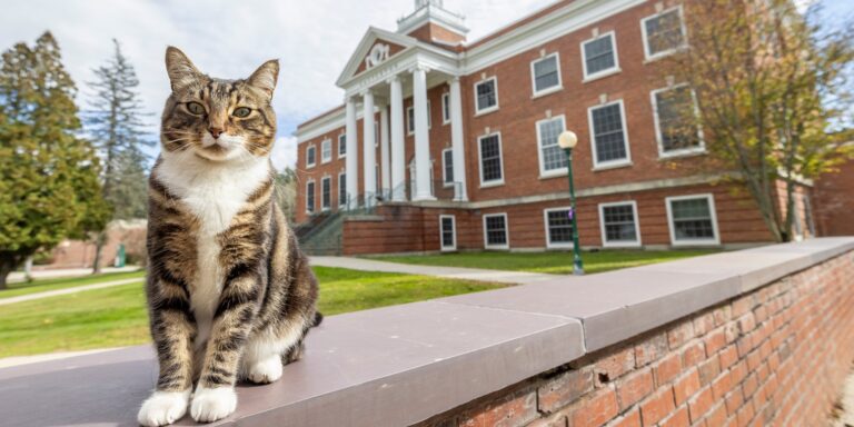 Doktori címet kapott egy macska a vermonti egyetemen