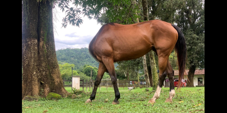 Az állatok néha teljesen őrültek, és erre újabb bizonyítékunk van