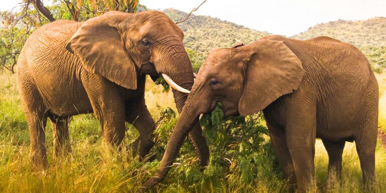 Hogy köszönnek egymásnak az elefántok?