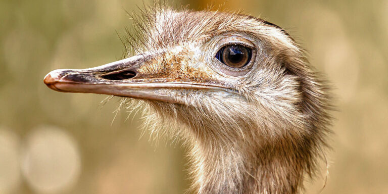 Kiszivárogtatott hangfelvétel és madárszerelem vitte a napot – híradó