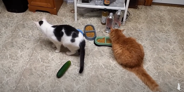 Miért félnek a macskák az uborkától?