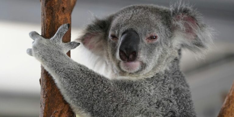 Visszatért Claude, a bűnöző koala