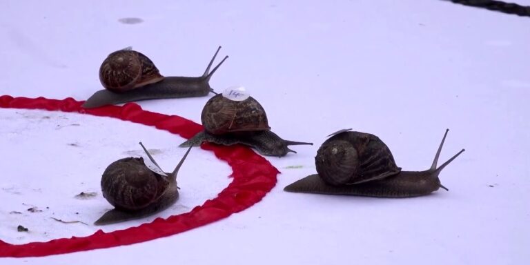 Csak úgy száguldott a mezőny a csigafuttató világbajnokságon