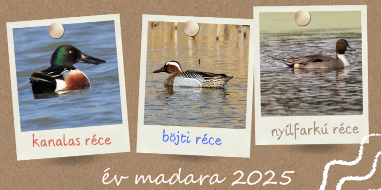 Te is segíthetsz eldönteni, mi legyen az év madara