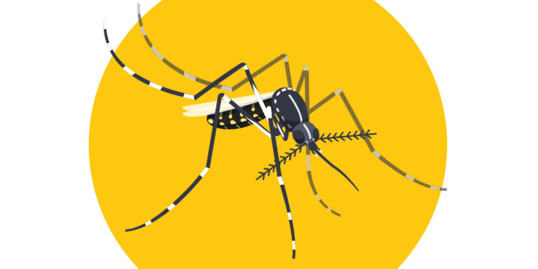 Mik ezek a 2.0-s szúnyogok?