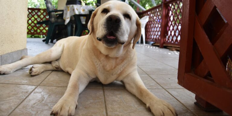 Apa lett a salgótarjáni nyugdíjas tűzoltókutya