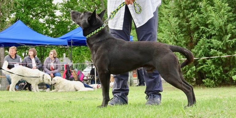 A tizedik magyar kutyafajta lett a sinka