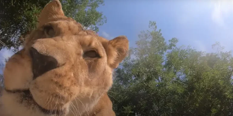 Rejtett kamerát találtak az oroszlánok, készítettek is pár szelfit