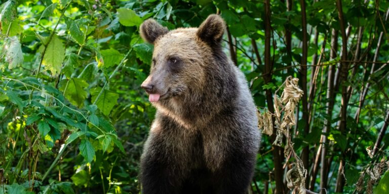 Medve szökött be egy osztályterembe Kaliforniában