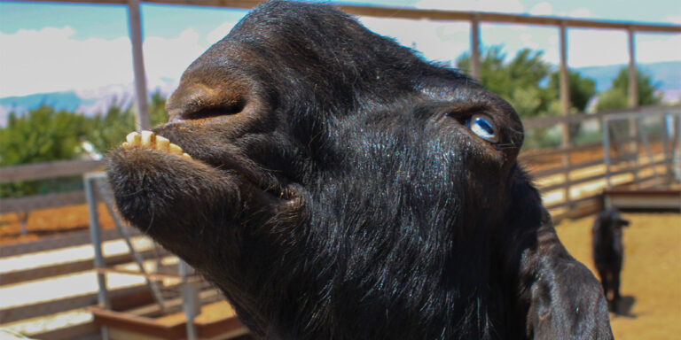 A damaszkuszi kecskénél kevés rusnyább állat van