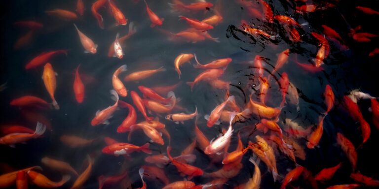 Ha villám csap egy tóba, elpusztulnak a halak?