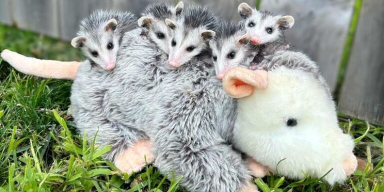 Plüssjátékon nevelkednek az árva oposszumok