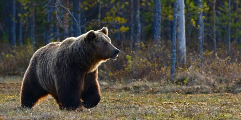 Medve mászkál Miskolcon, kiderültek a pótfelvételik ponthatárai – híradó