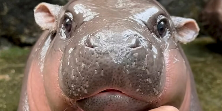 Világhírű lett egy törpe vízilóbébi, Moo Deng