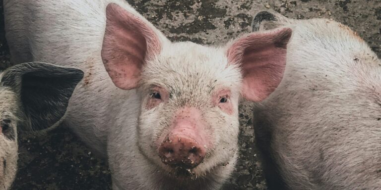 Egy csapat orvos megműtött egy tőlük 9 ezer kilométerre fekvő disznót