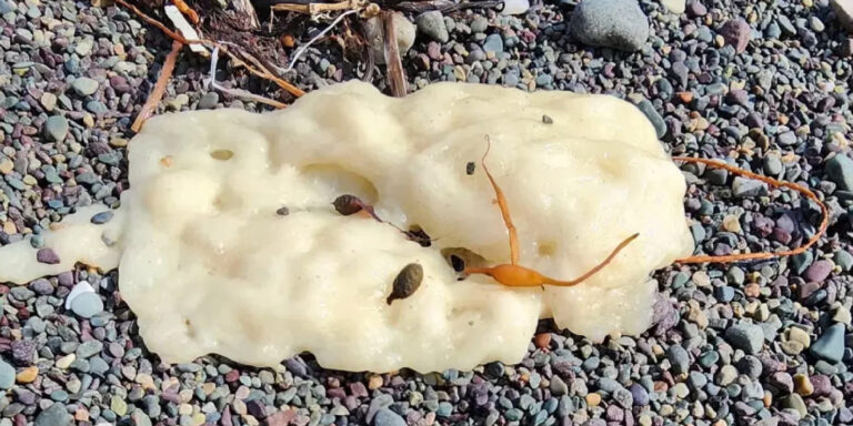 Furcsa trutymót vet partra a tenger többfelé a világon