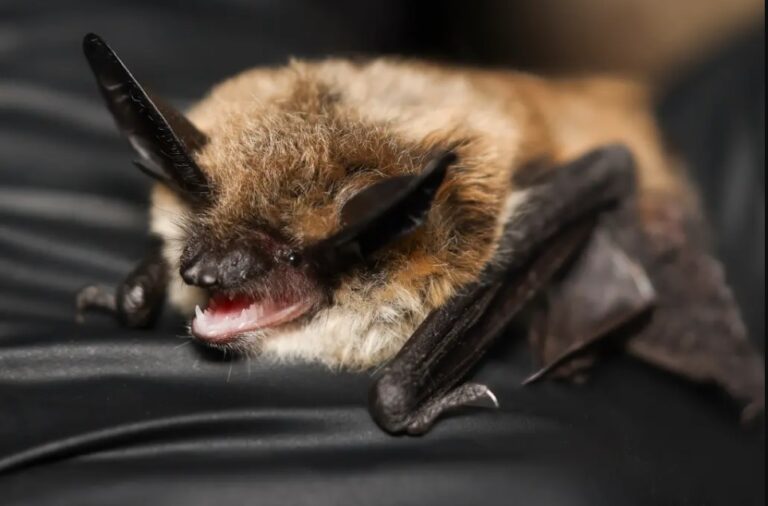 Az egyik elődöntős, Hoary Potter and the Guano of Fire. Forrás: Instagram