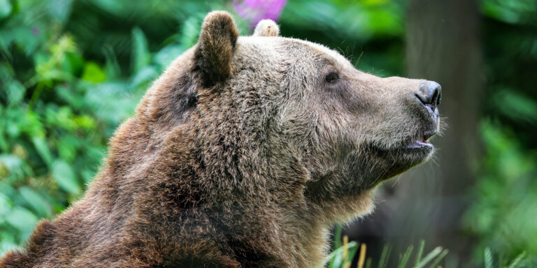 Szépen gyógyul Boki, az agyműtéten átesett medve
