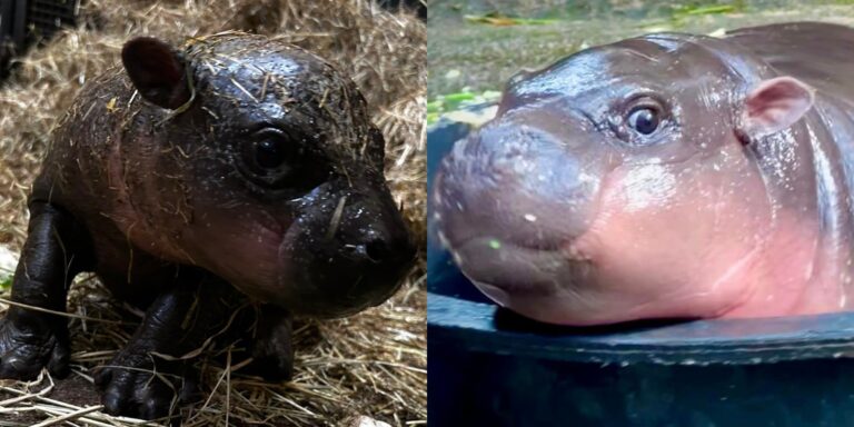 Kisebb bébivíziló-háború zajlik a világban