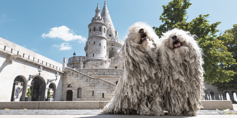 Kis szőrmés jószágok és Magyar Péter újabb kalandjai – híradó