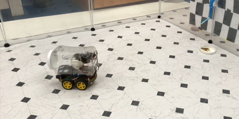 Vrumm vruuuuummmm: patkányokat tanított meg vezetni egy tudós