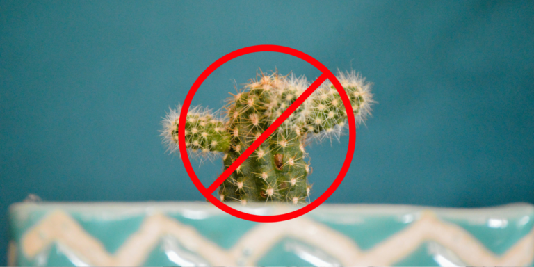 Betiltották a kaktuszt néhány német iskolában