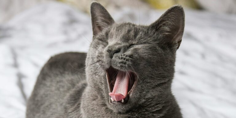 Mennyi volt a leghosszabb idő, amit valaki alvás nélkül töltött?