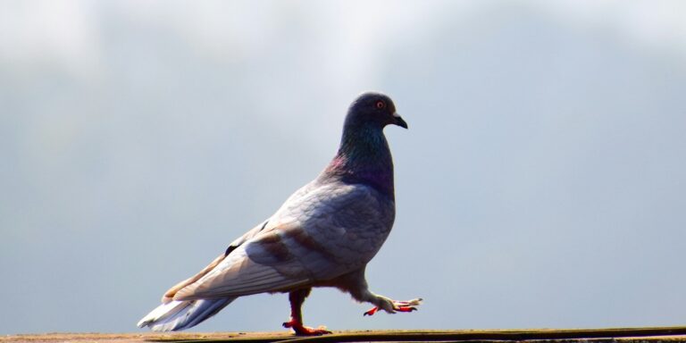 A galambok tudnak különbséget tenni jó és rossz festmények között