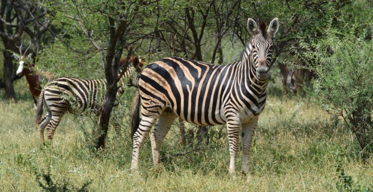 Nem vizsgálja a parlament a Szőlő utcai botrányt, lezárnák az utat Hatvanpusztánál – híradó