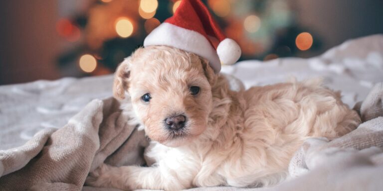 Kisállatot kértél karácsonyra? És most mi jön?