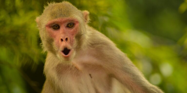 Egy majom húzta keresztül egy család nyugodt karácsonyát Dél-Afrikában