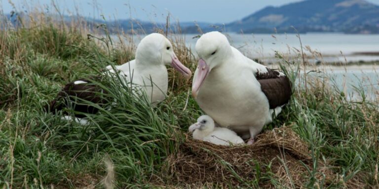 Imádják a rajongók az új-zélandi madárrealityt