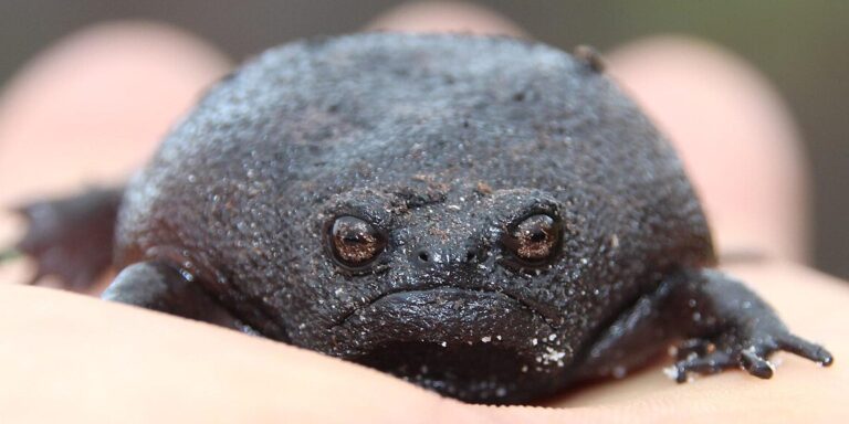 Láttál már ennyire undok békát?