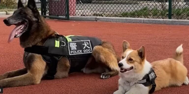 Elaludt szolgálat közben Kína első robbanóanyag-kereső corgija