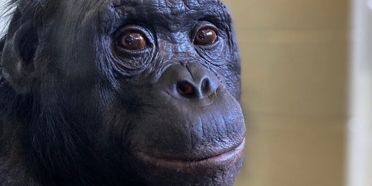 Nyomoznak a jegybank eltűnt milliárdjai miatt, elpusztult a világ legokosabb majma – híradó