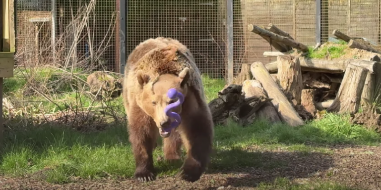 Egészséges és felépült Boki, az agyműtéten átesett medve