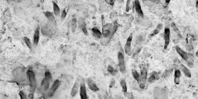 Több mint 60 dinoszaurusz-lábnyomot találtak egy sziklán, amely 20 évig egy iskolában állt