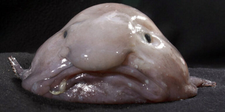 Ki kell fizetni a büntetést, ha valaki ott lesz a Pride-on, a Lucák a királynők – híradó