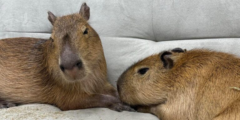 Újabb hídfoglalás zajlik kedd este, tiltakoznak a leendő állatorvosok – híradó