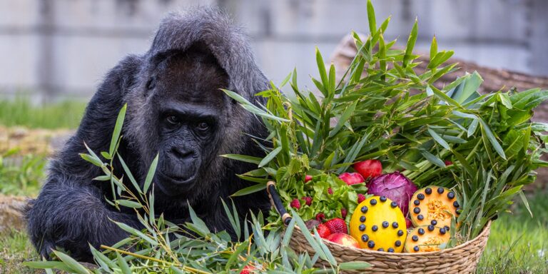 Íme Fatou, a világ legöregebb gorillája